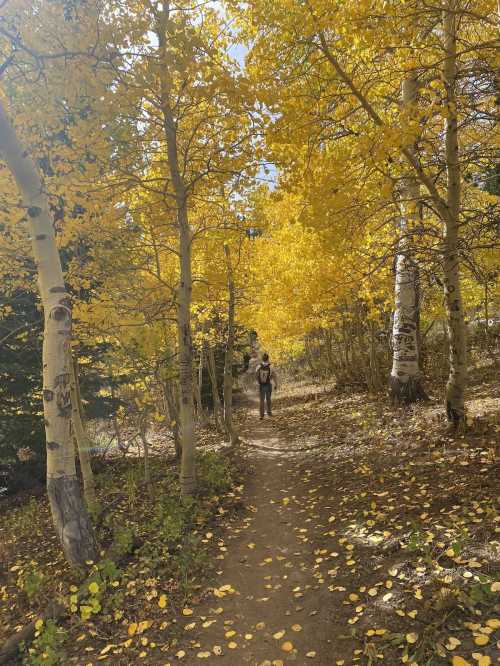 A person walks along a trail surrounded by vibrant yellow autumn trees and fallen leaves.