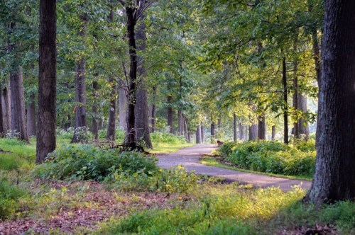 A serene forest path winding through tall trees, surrounded by lush greenery and soft sunlight filtering through the leaves.