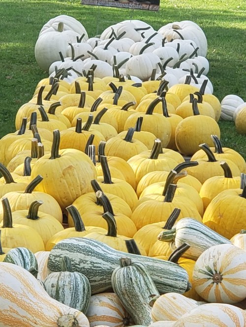 A variety of pumpkins and gourds in yellow and white, arranged in rows on green grass.