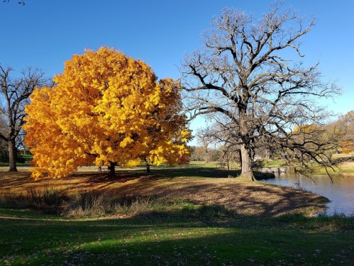 A vibrant yellow tree stands beside a bare tree near a calm river, surrounded by autumn foliage and a clear blue sky.