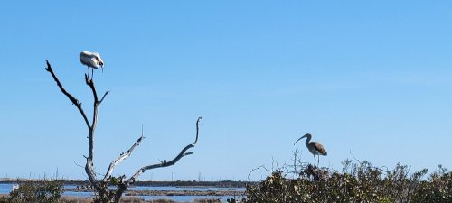 A white bird perched on a tree branch, while a brown bird stands among shrubs near a calm water body under a clear blue sky.