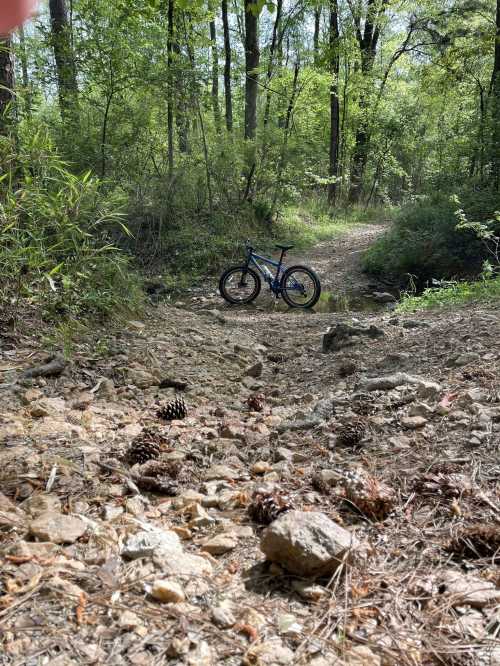 A mountain bike rests on a rocky path surrounded by lush green trees and scattered pine cones.