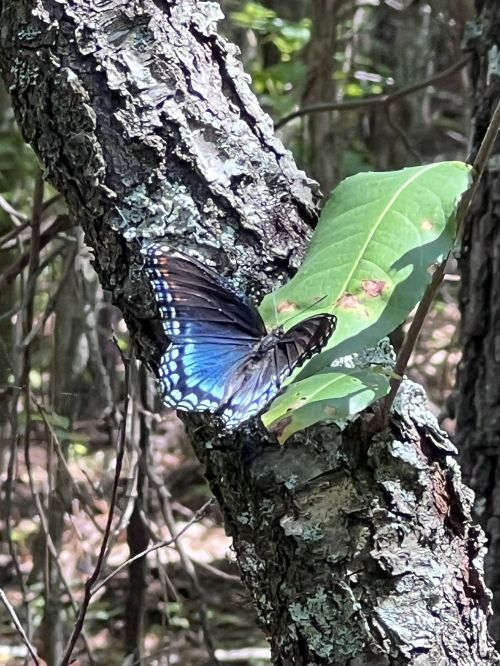 A vibrant blue butterfly perched on a green leaf against a textured tree trunk in a forest setting.