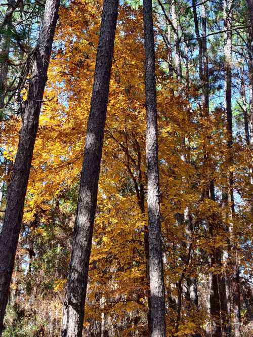 Tall trees with vibrant yellow leaves against a backdrop of green foliage and a clear blue sky.