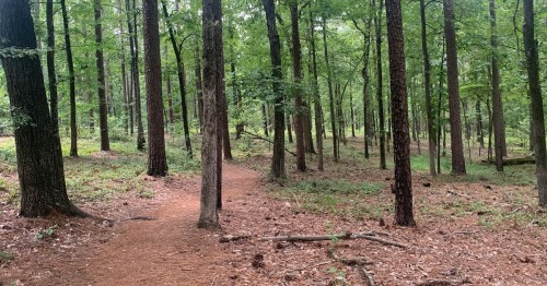 A winding dirt path through a lush green forest with tall trees and scattered leaves on the ground.