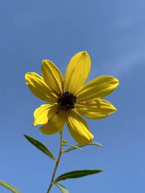 A bright yellow flower with pointed petals against a clear blue sky.
