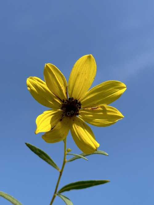 A bright yellow flower with pointed petals against a clear blue sky.