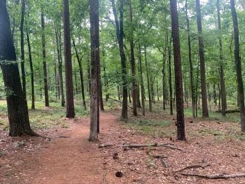 A winding dirt path through a lush green forest with tall trees and scattered pine needles on the ground.