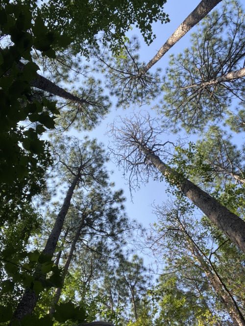 Looking up at tall trees against a clear blue sky, with green leaves framing the view.