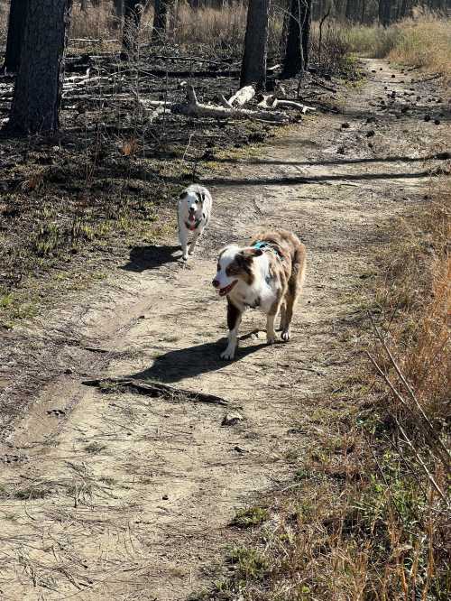 Two dogs walking along a dirt path in a forested area, surrounded by grass and trees.