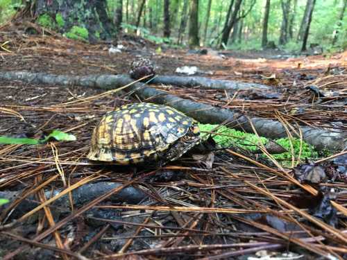 A turtle crawls along a forest floor covered in pine needles and twigs, surrounded by trees and greenery.