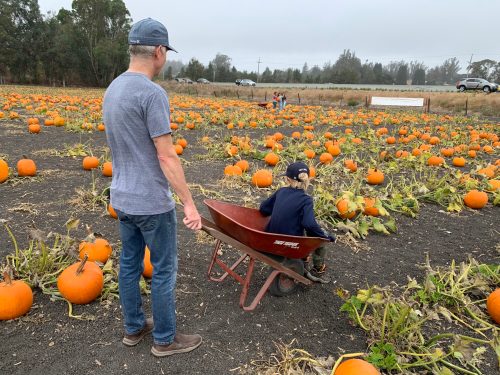 A man pushes a child in a wheelbarrow through a pumpkin patch filled with orange pumpkins.