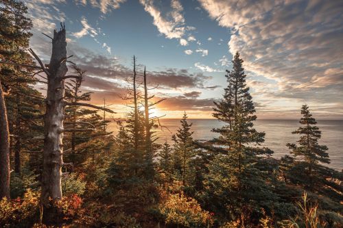 Sunset over the ocean, framed by tall evergreen trees and a dramatic sky with clouds.