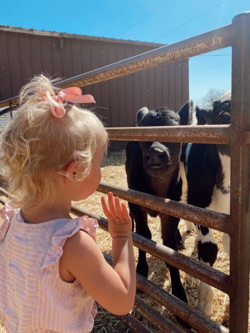 A toddler with curly hair waves at two curious calves through a fence on a sunny day at a farm.