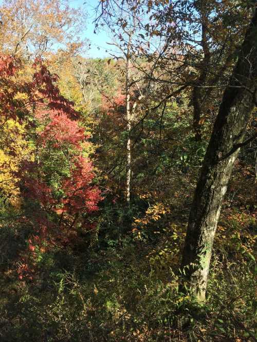 A vibrant forest scene showcasing trees with autumn foliage in shades of red, orange, and green under a clear blue sky.