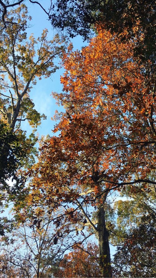 A vibrant autumn scene with orange and yellow leaves against a clear blue sky, framed by tall trees.