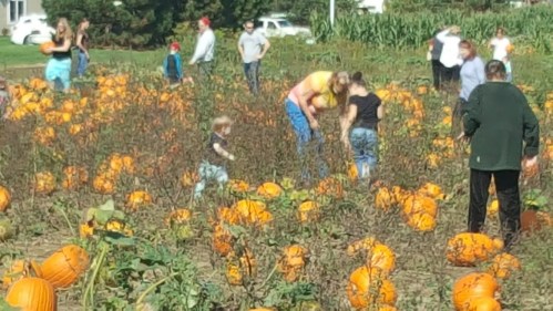 A busy pumpkin patch with families picking pumpkins on a sunny day, surrounded by orange pumpkins and green foliage.