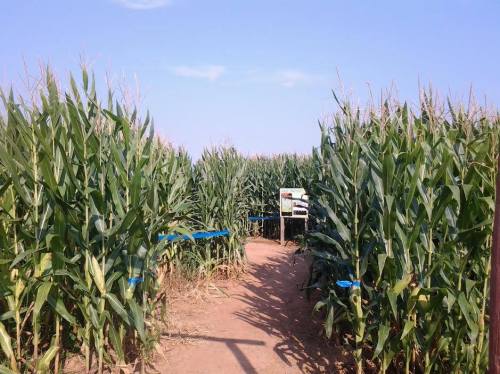 A pathway through tall corn plants under a clear blue sky, with blue tape marking the rows.