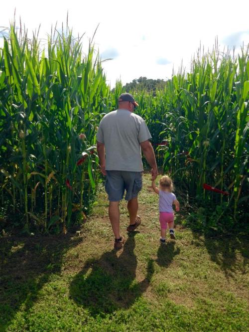 A man and a young child walk hand-in-hand through a tall cornfield on a sunny day.