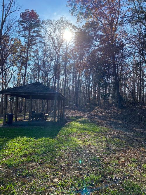 A sunny forest scene featuring a picnic shelter surrounded by trees and grassy ground.