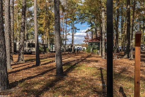 A wooded campsite with RVs parked among trees, featuring fallen leaves and a clear blue sky.