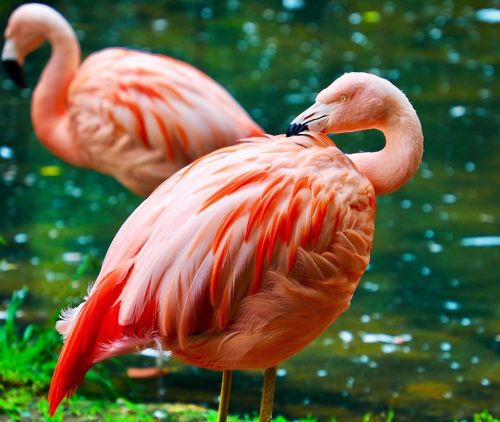 Two pink flamingos stand near a pond, one preening its feathers while the other looks on.