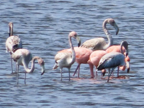 A group of pink and gray flamingos wading in shallow water.
