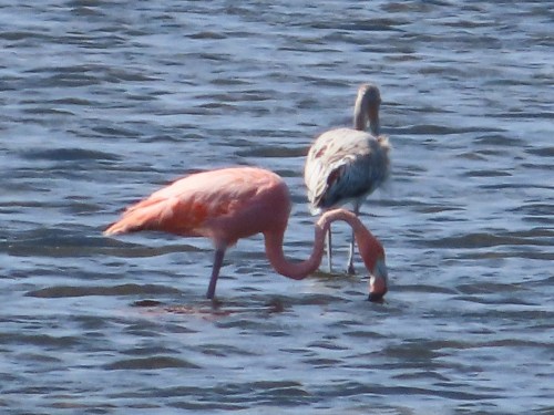 A pink flamingo and a gray bird wading in calm water, with ripples reflecting the sunlight.