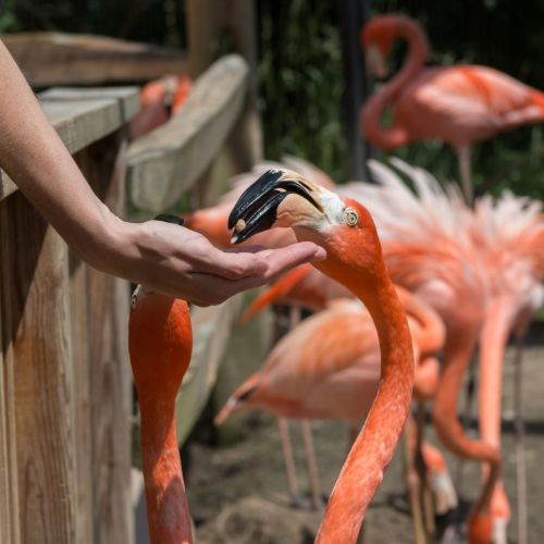 A person gently feeding a flamingo at a wildlife sanctuary, with other flamingos in the background.