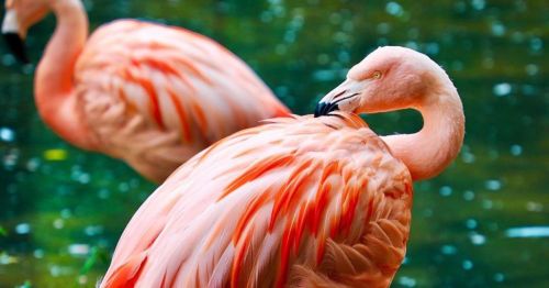Two pink flamingos preen their feathers by a tranquil green pond.