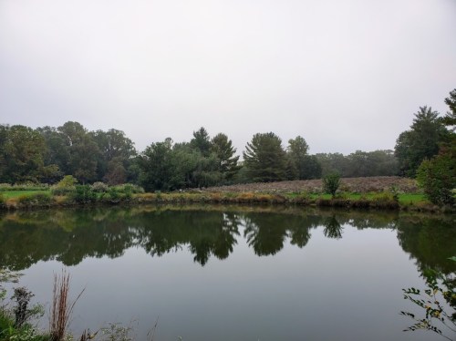 A calm pond reflects trees and a cloudy sky, surrounded by lush greenery and a serene landscape.