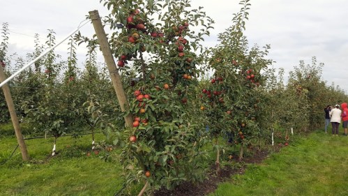 Apple trees laden with ripe red apples in an orchard, with people visible in the background.