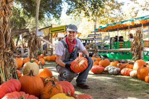 A smiling person in overalls holds a large pumpkin among various pumpkins at a farm during autumn.