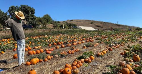 A person in a straw hat stands in a pumpkin field, surrounded by rows of pumpkins under a clear blue sky.