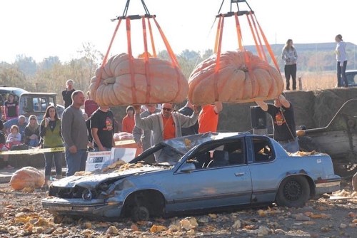Two giant pumpkins are being lifted above a crushed car, with spectators watching in the background.