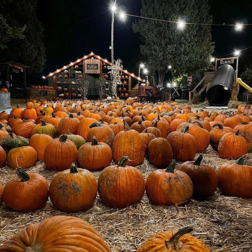 A pumpkin patch at night, filled with numerous pumpkins and illuminated by string lights in the background.