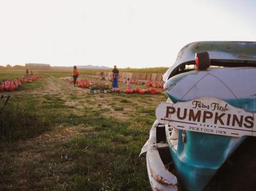 A vintage truck with a "Pumpkins" sign in the foreground, with people picking pumpkins in a field at sunset.