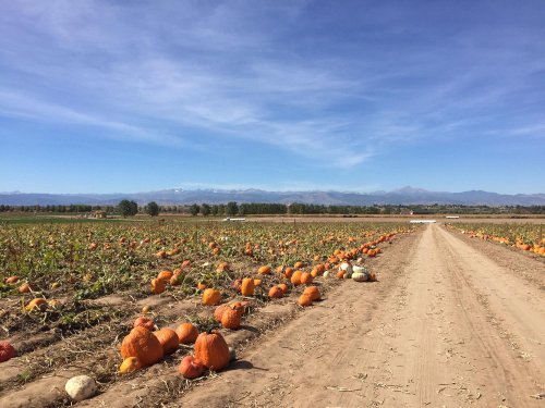 A pumpkin patch with rows of pumpkins along a dirt path, set against a backdrop of mountains and blue sky.