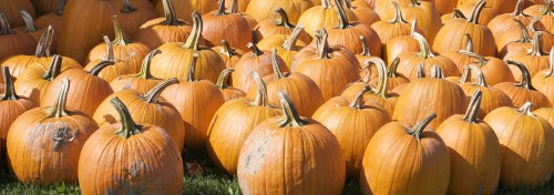 A large group of bright orange pumpkins scattered across a grassy field.