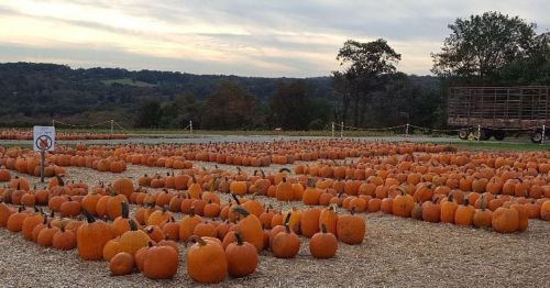 A pumpkin patch filled with numerous orange pumpkins under a cloudy sky, with hills in the background.