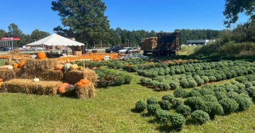 A vibrant pumpkin patch with hay bales and potted plants under a clear blue sky.