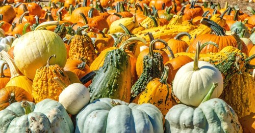 A colorful assortment of pumpkins and gourds in various shapes and sizes, showcasing autumn harvest.