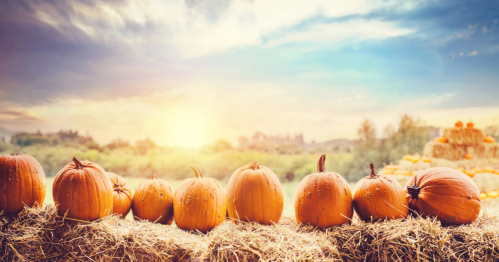 Pumpkins lined up in a row on a bale of hay with the sun shining in the distance.