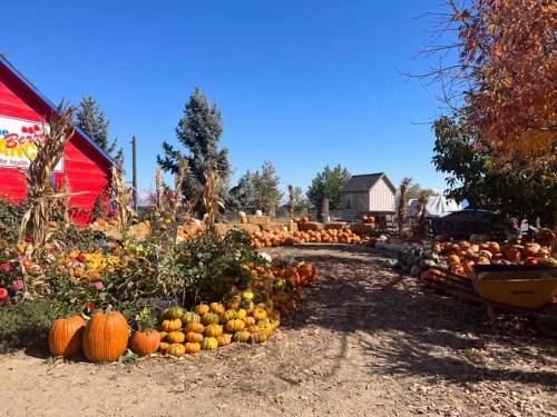 A vibrant pumpkin patch with various pumpkins, colorful flowers, and a red barn under a clear blue sky.