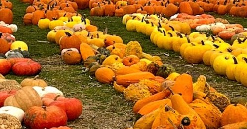 A vibrant pumpkin patch featuring a variety of pumpkins in orange, yellow, and white hues arranged in rows.