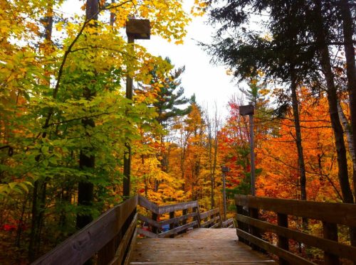 A wooden walkway surrounded by vibrant autumn foliage in shades of yellow, orange, and red.