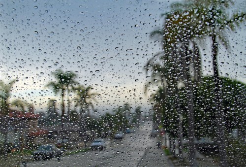 Raindrops on a window with a blurred view of palm trees and a street in the background.
