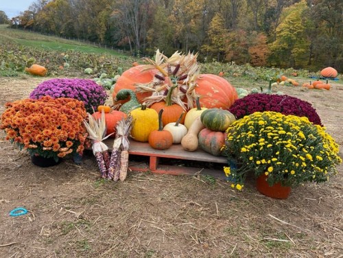 A display of colorful pumpkins and gourds surrounded by vibrant flowers in a pumpkin patch during autumn.
