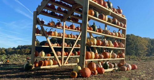 A wooden pumpkin display rack filled with various pumpkins under a clear blue sky in a field.