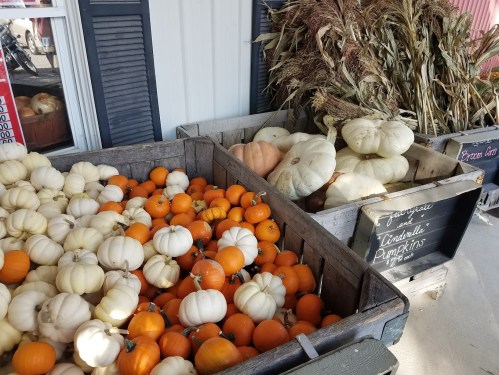 A display of white and orange pumpkins in wooden crates, with dried corn stalks nearby.